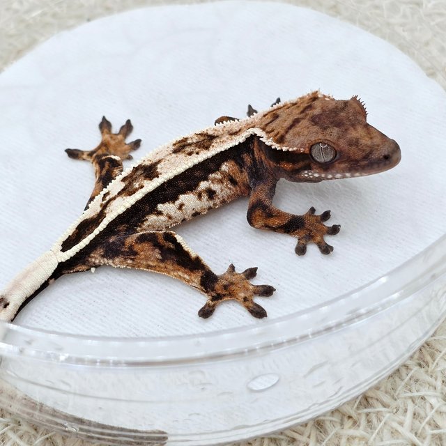 Sable 100% Het Axanthic