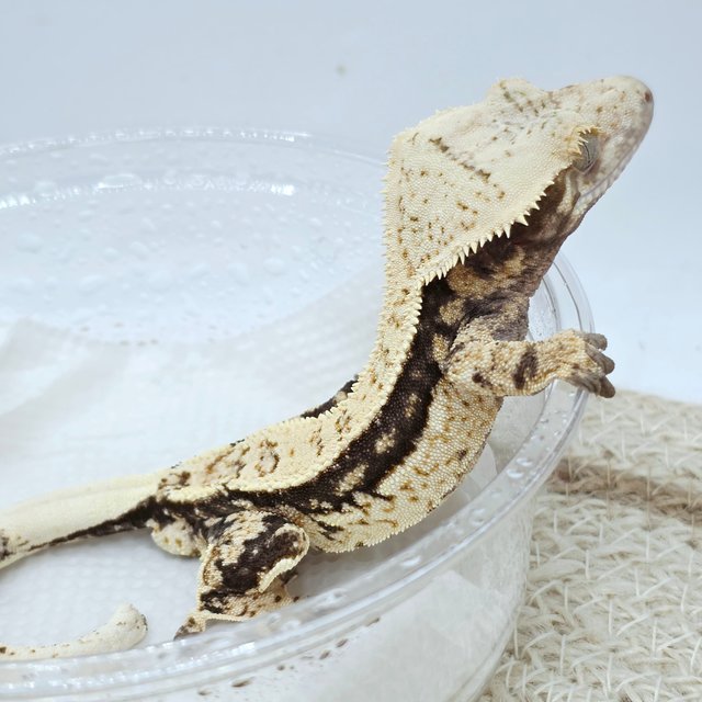 100% Het Axanthic