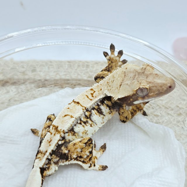 Tri Extreme Harlequin Drippy White Spot