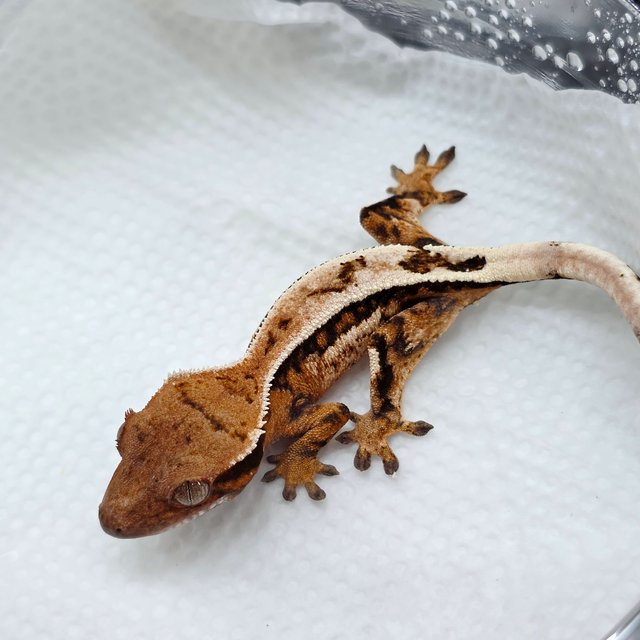 세이블 100%헷아잔틱