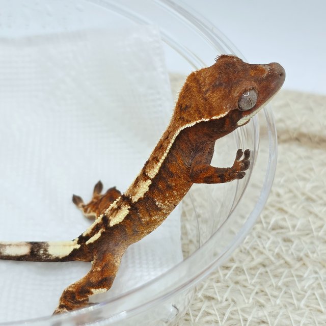 Tangerine Sable
