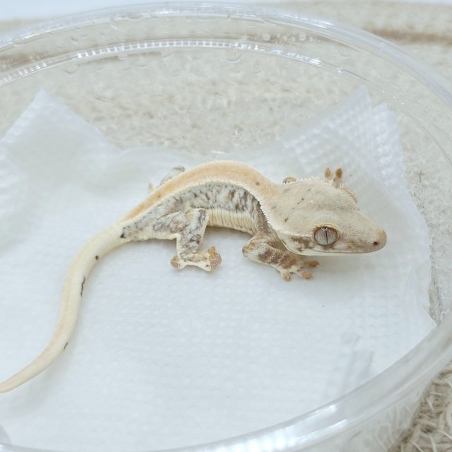 Lilly White 100% Het Chocho