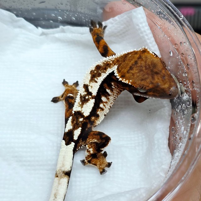 Sable 100% Het Axanthic