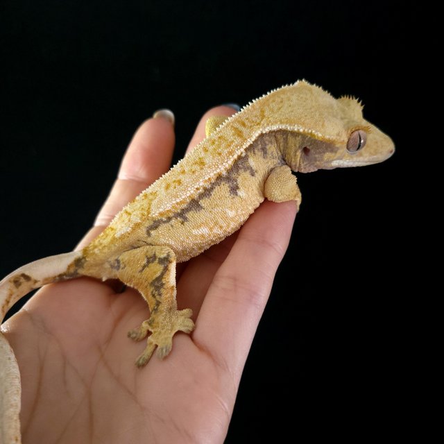 Tri Extreme Harlequin