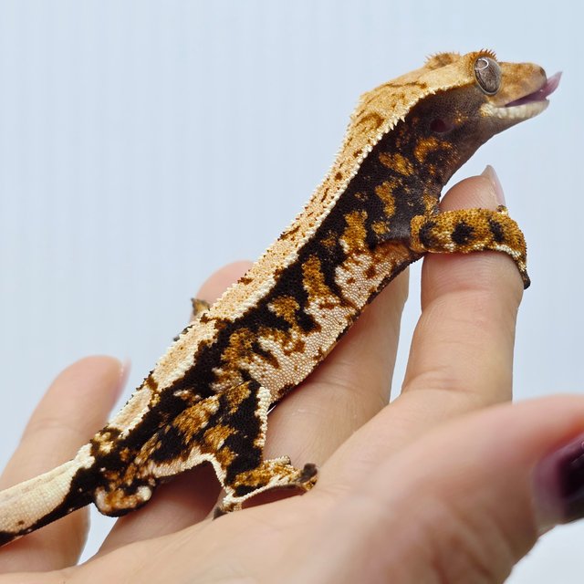 Tri Extreme Harlequin