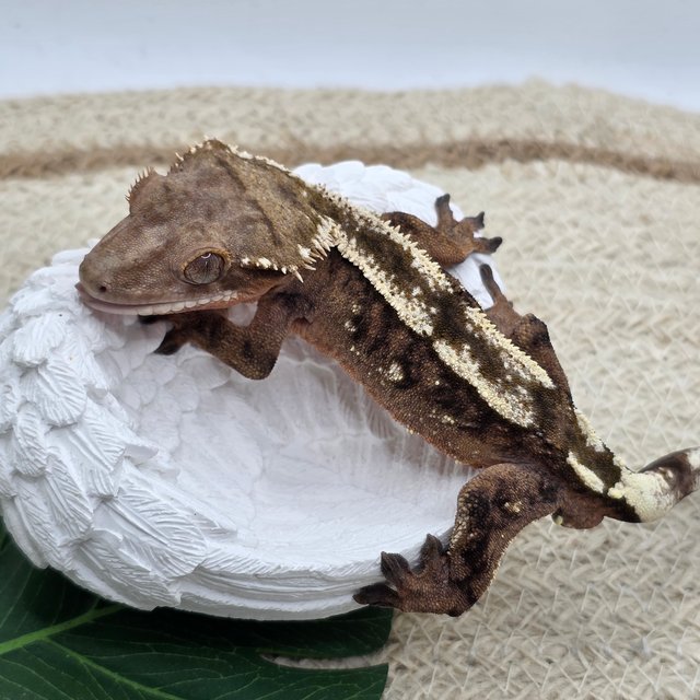 Sable 100% Het Axanthic