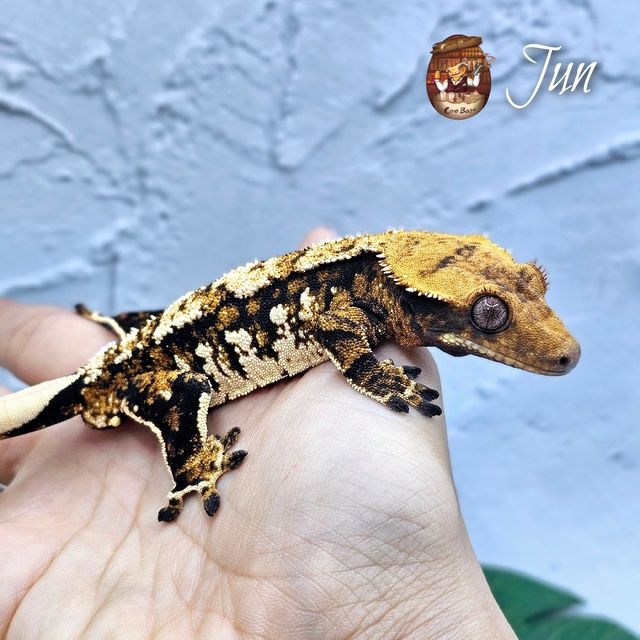 100%헷초초
