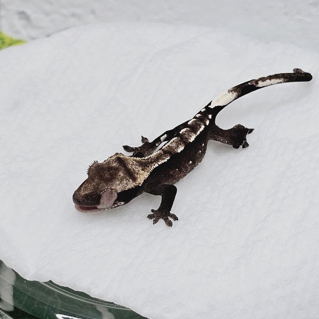 아잔틱