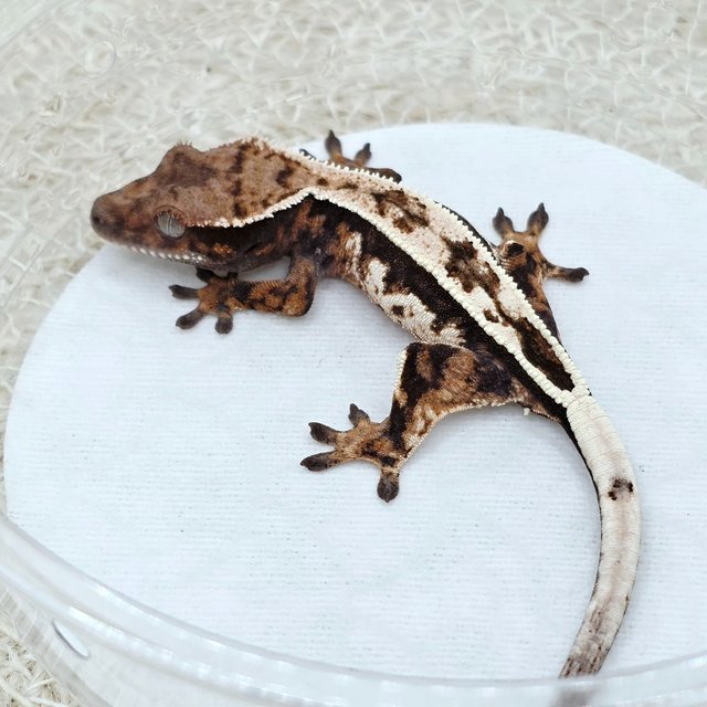 Sable 100% Het Axanthic