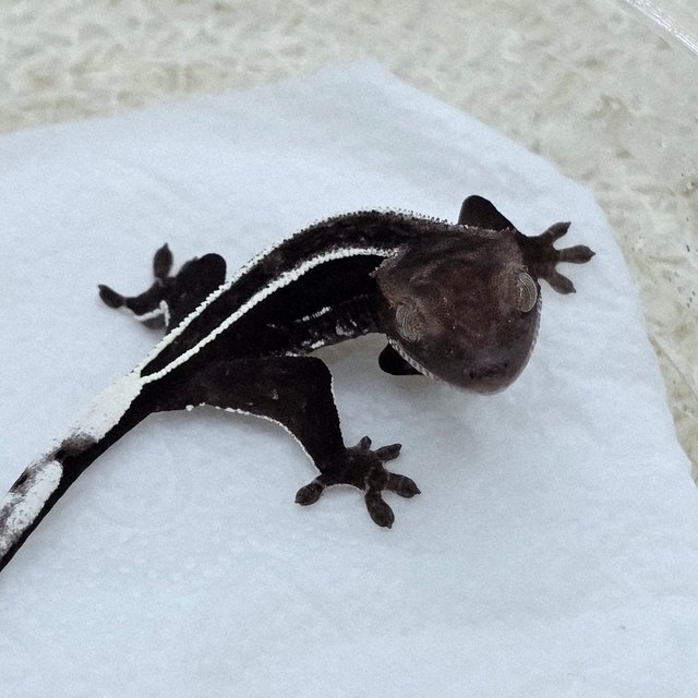 아잔틱 풀핀