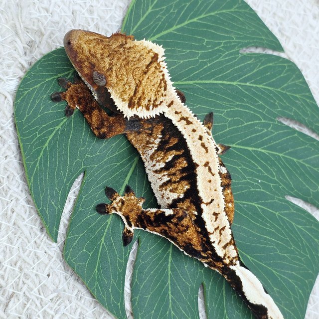 Tangerine Extreme Harlequin Tri