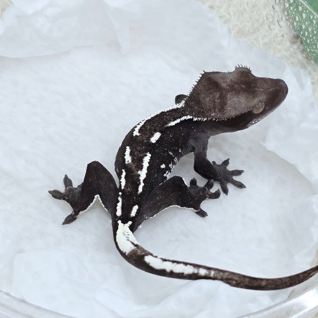 Axanthic
