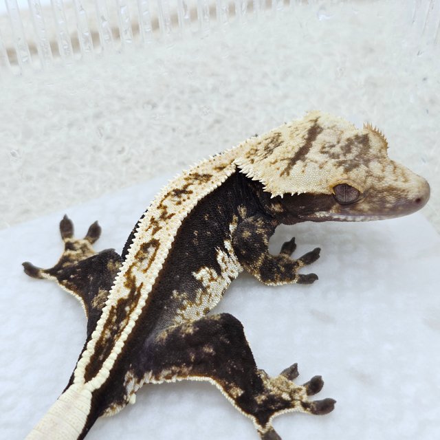 100% Het Axanthic Full Pinstripe