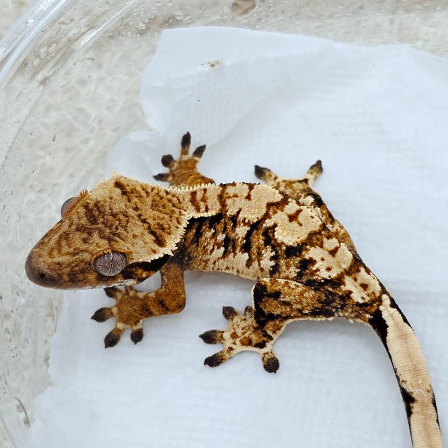 트라이 익스트림할리퀸