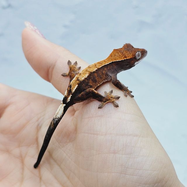 세이블