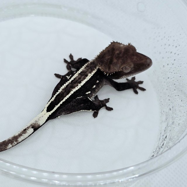 Axanthic Full Pinstripe