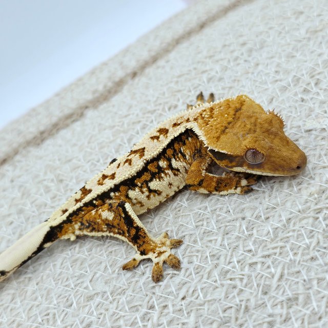 Extreme Harlequin Pinstripe Tangerine White Spot Tri