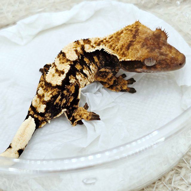 100% Het Axanthic