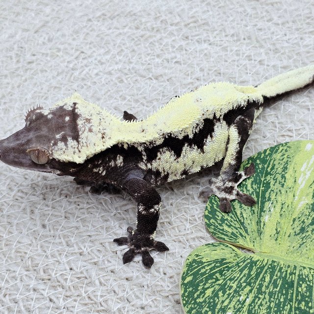 프라푸치노 100%헷아잔틱