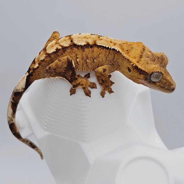 크림시클