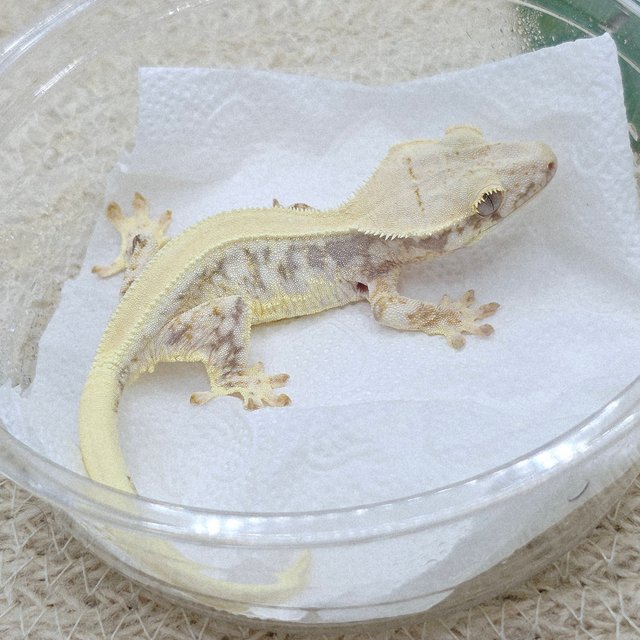 Lilly 100% Het Axanthic