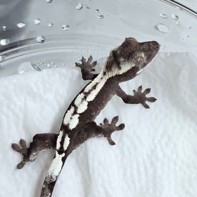 세이블 아잔틱