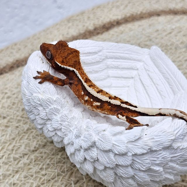 세이블