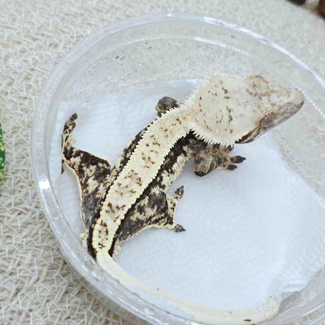 100% Het Axanthic