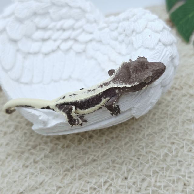 릴잔틱