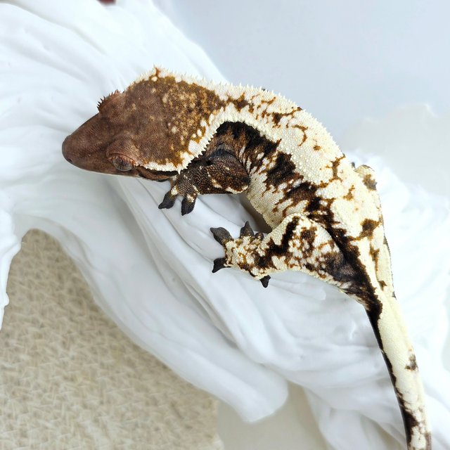 Extreme Harlequin Tri Sable