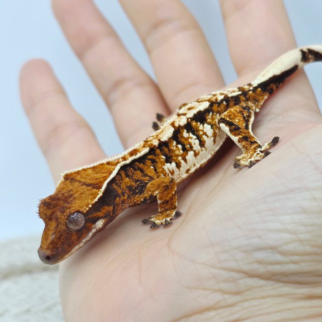 Tangerine Tri Extreme Harlequin