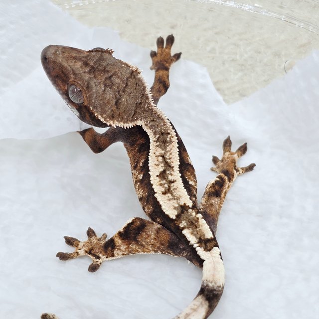 Sable 100% Het Axanthic
