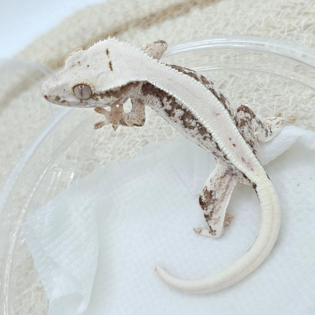 Lilly 100% Het Axanthic