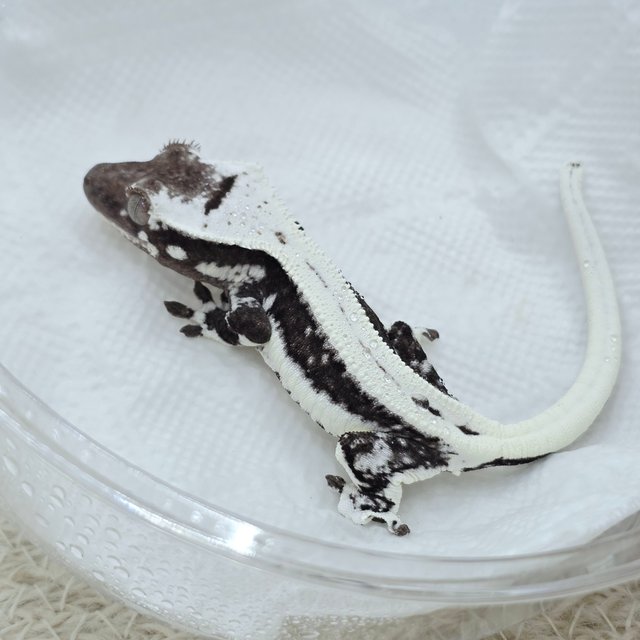 Lilly Axanthic