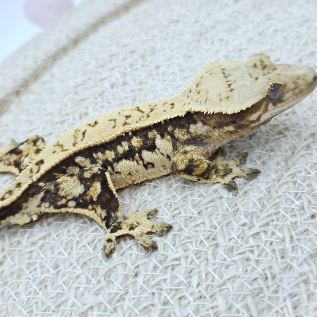 Full Pinstripe Pinstripe Tri Quad