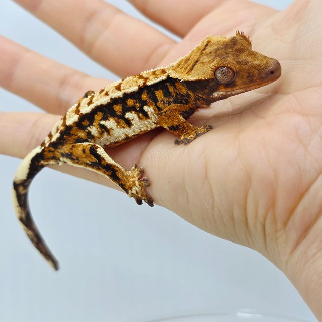 Tri Extreme Harlequin