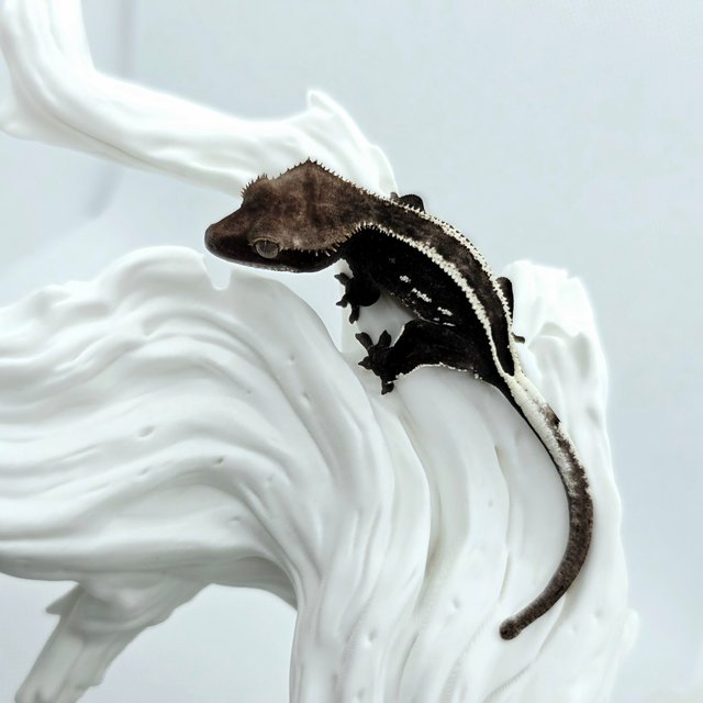 Axanthic Full Pinstripe