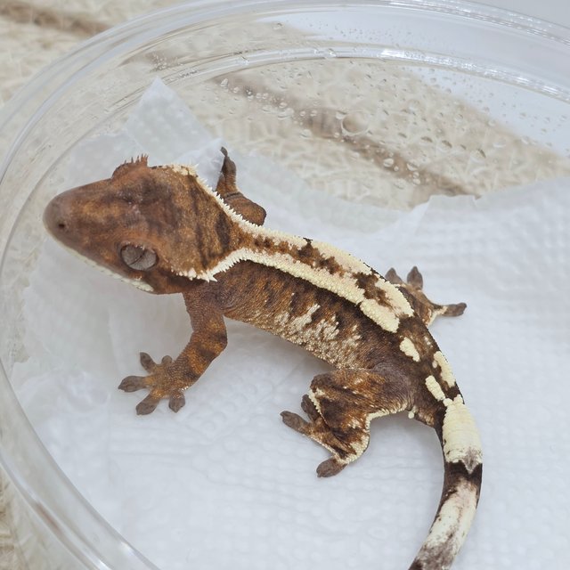Crested Gecko Sable Male