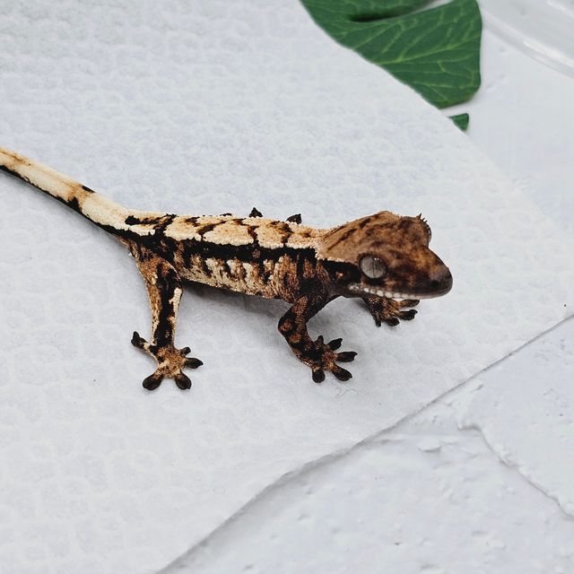 트라이 세이블