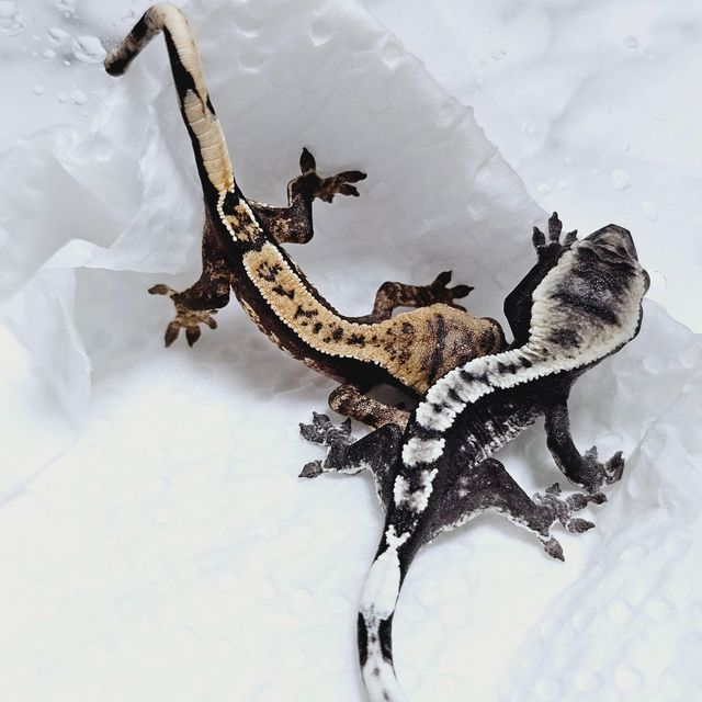 아잔틱