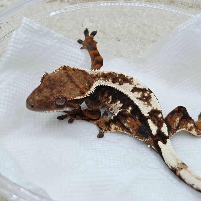 Sable 100% Het Axanthic