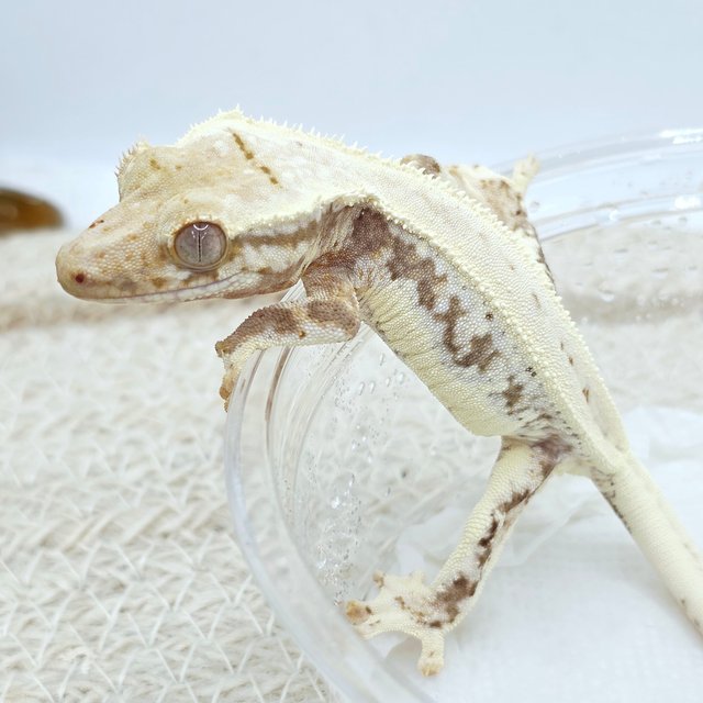 Lilly 100% Het Axanthic