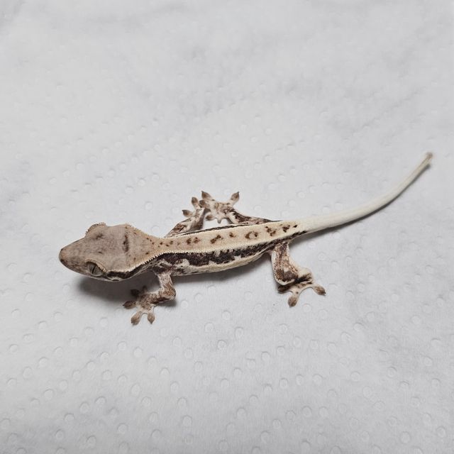 프라푸치노