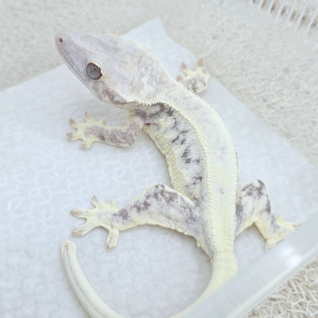 100% Het Axanthic Frappuccino
