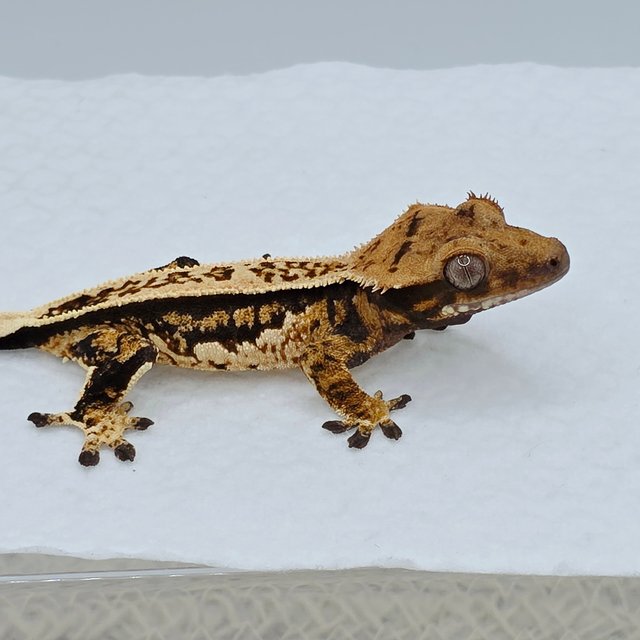 Quad Tri Extreme Harlequin Full Pinstripe