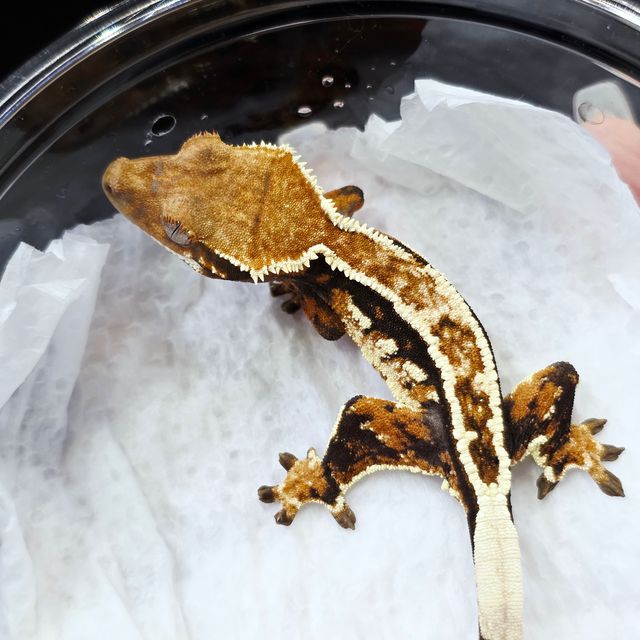 Extreme Harlequin Super Stripe Tri