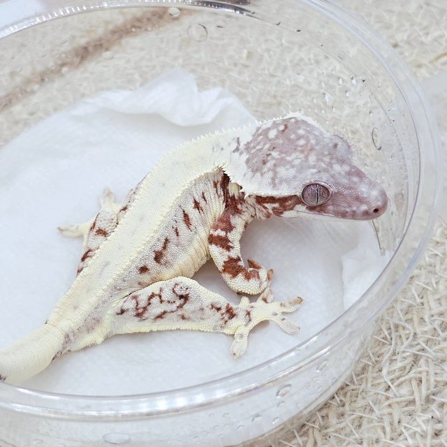 Chocho Lilly White