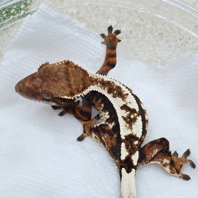 Sable 100% Het Axanthic