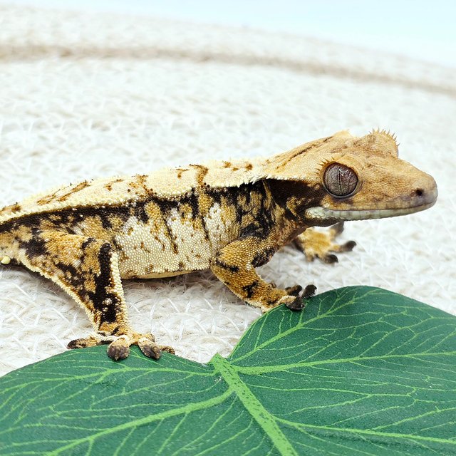 트라이 익스트림할리퀸 드리피