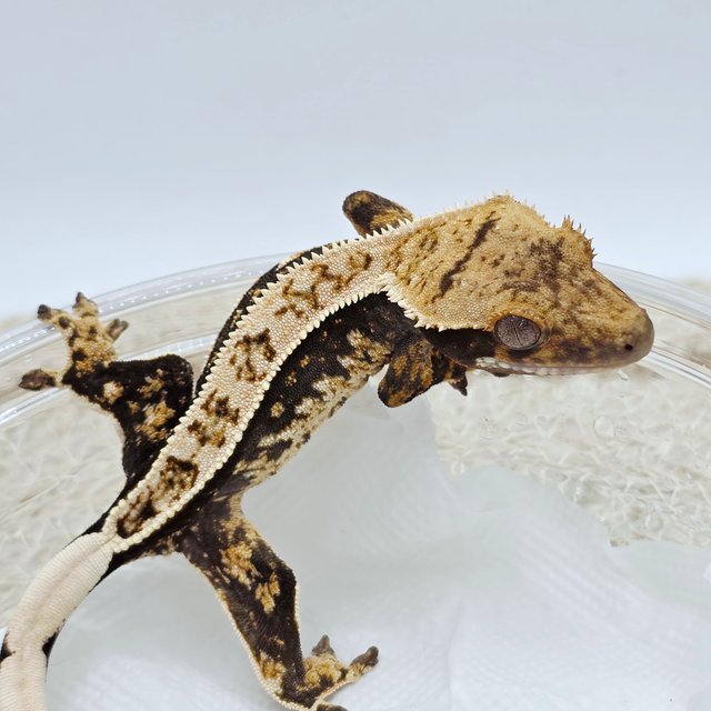 100% Het Axanthic
